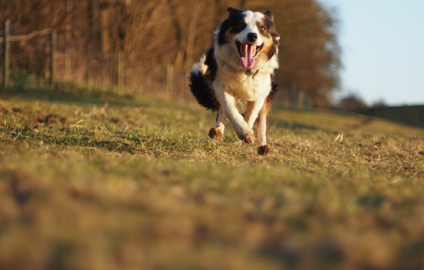 Счастливая австралийская овчарка бежит к хозяину