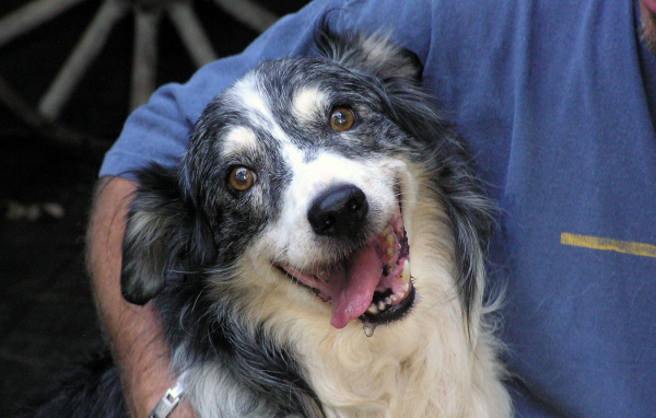 Счастливая австралийская овчарка с хозяином