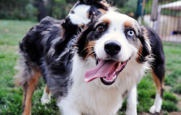 Счастливая австралийская овчарка с разными глазами