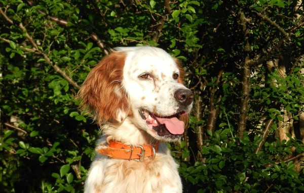 Счастливый английский сеттер