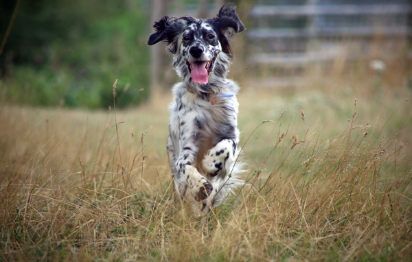 Счастливый английский сеттер бежит по полю