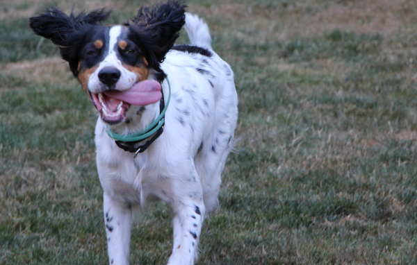 Счастливый английский сеттер бежит к хозяину