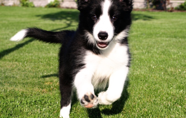 Счастливый щенок бордер-колли бежит по траве