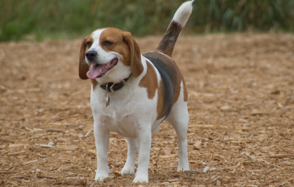 Счастливая собака породы бигль
