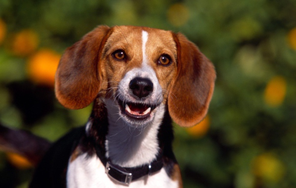 Счастливая собака породы бигль увидела хозяина