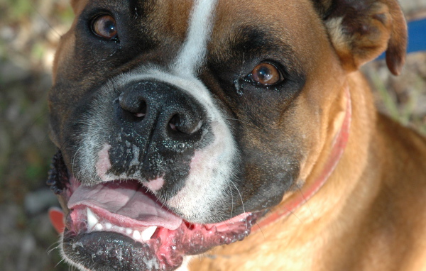 Счастливый боксёр смотрит на фотографа