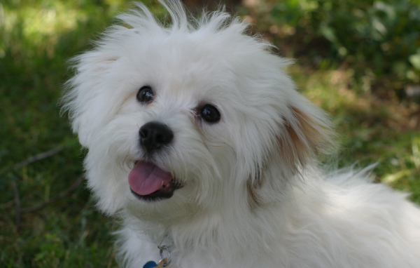 Счастливая собака породы бишон-фриз просит лакомство