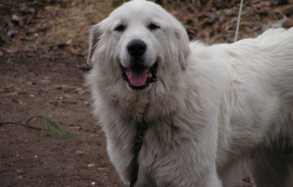 Счастливая большая пиренейская собака