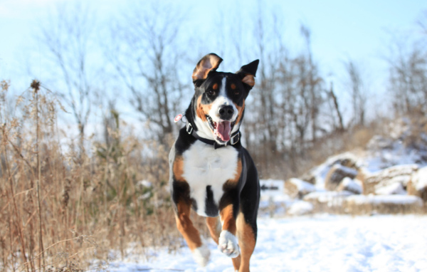 Счастливый большой швейцарский зенненхунд бежит по снегу