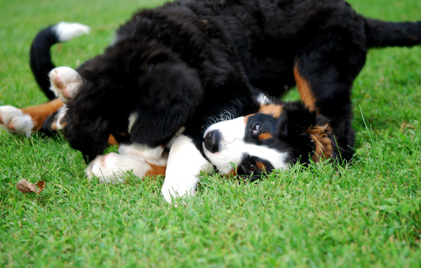 Happy puppies Bernese Mountain dogs playing on the lawn
