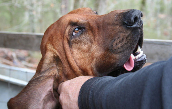 Хозяин чешет ухо бладхаунду