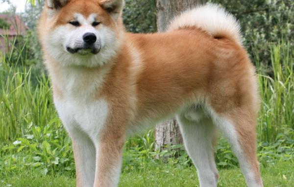 Огромная Кавказская овчарка