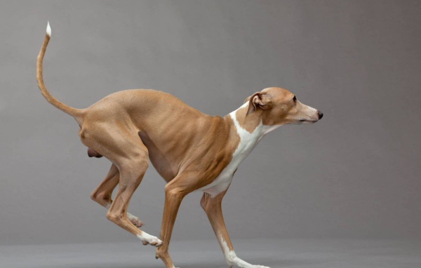 Итальянский Грейхаунд