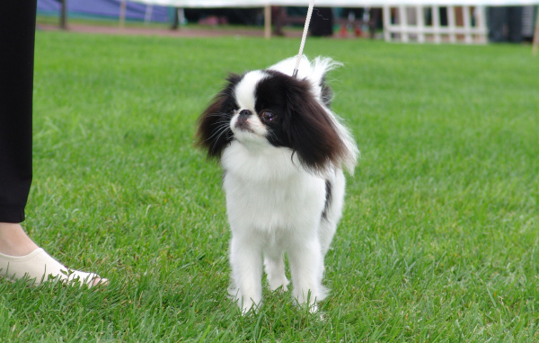Японский хин на собачьей выставке