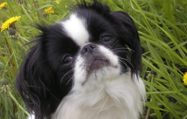 Японский хин в траве