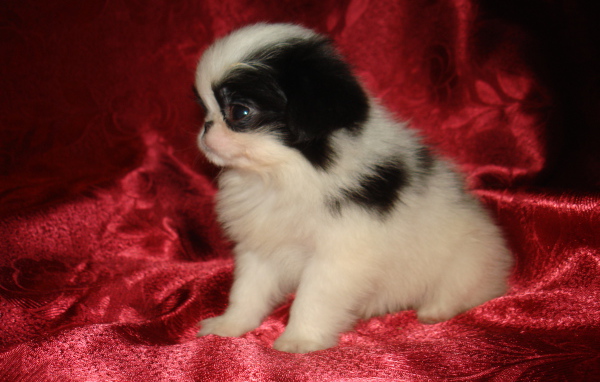 Щенок японского хина