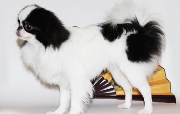Japanese chin on a white background