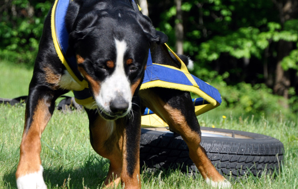Ленивый большой швейцарский зенненхунд