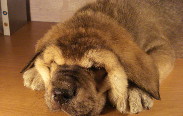 Маленький Испанский мастиф спит на столе