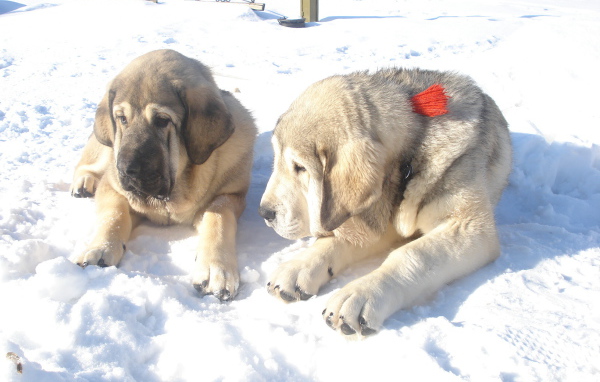 Маленькие испанские мастифы на снегу