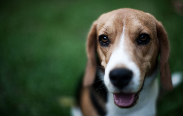 Маленький милый Грейхаунд