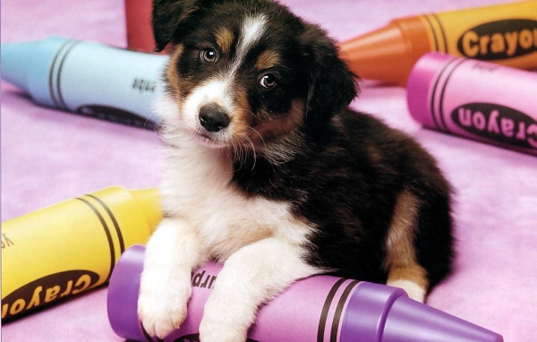 Маленькая грустная собачка