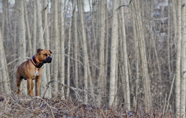 Одинокий боксёр в пустом лесу
