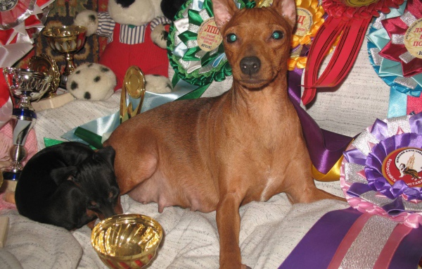 Карликовый пинчер и его призы на кровати