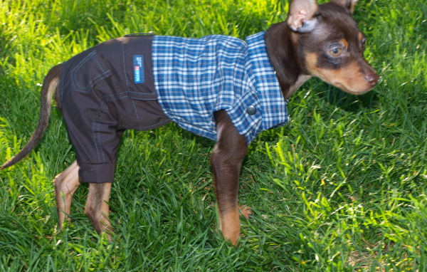 Карликовый пинчер одетый как мальчик