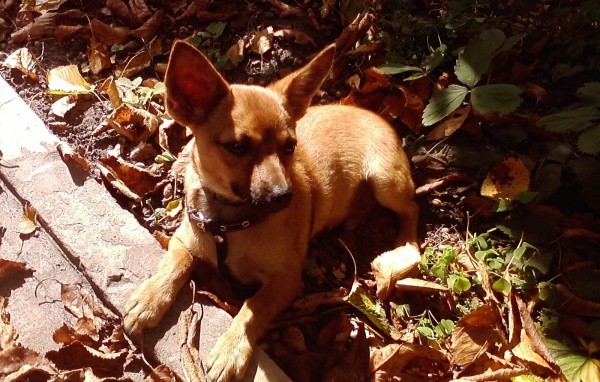 Карликовый пинчер на земле