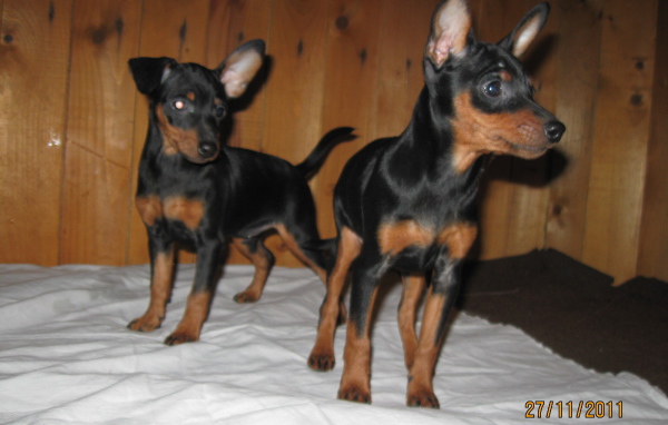 Миниатюрные пинчеры на кровати