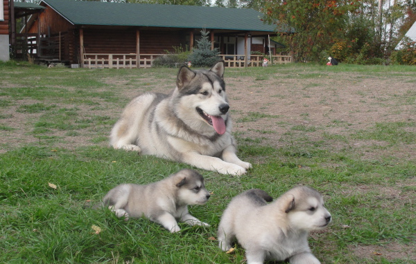 Мама и щенки аляскинского маламута