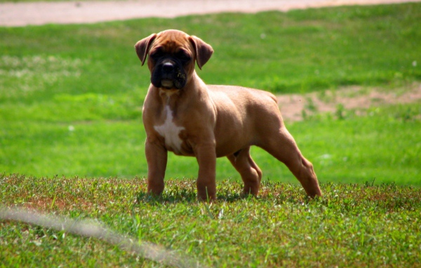 Мускулистый щенок боксёра на траве