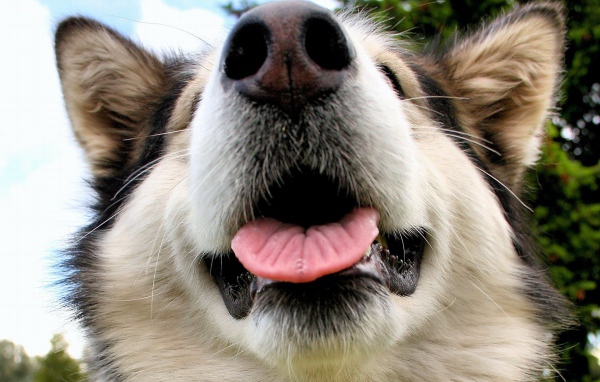 Морда Аляскинского маламута