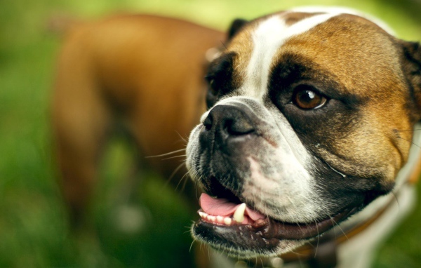 Морда счастливого боксёра