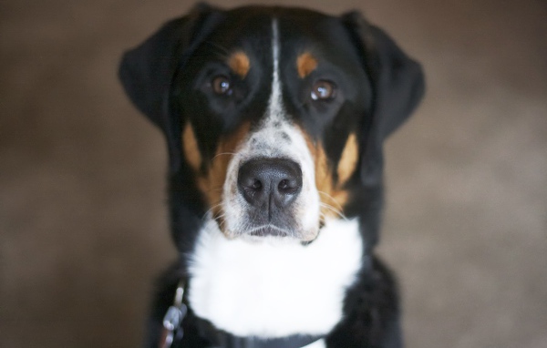 Нос большого швейцарского зенненхунда