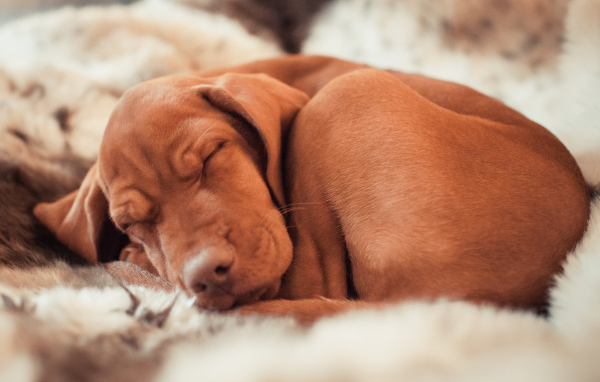 коричневый Пойнтер спит на простынях