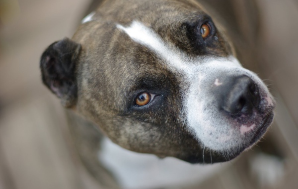 Питбуль, умный взгляд