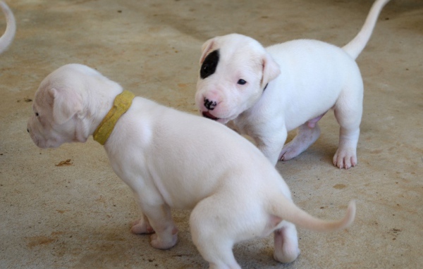 Игривые щенки аргентинского дога