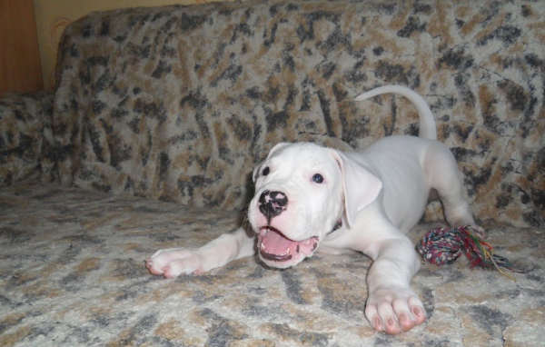 Игривый щенок аргентинского дога