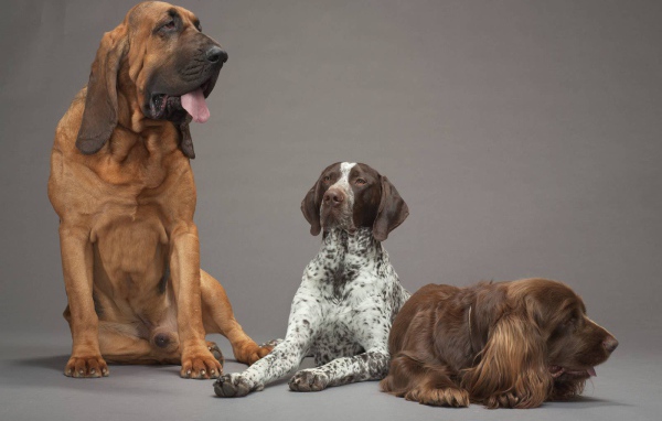 Пойнтер в центре других собак