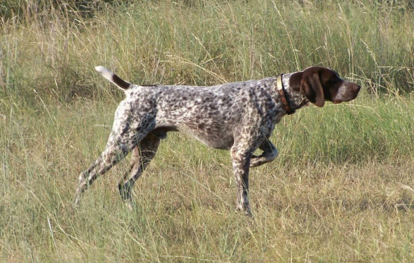 Пойнтер показывает путь