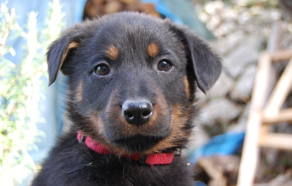 Портрет щенка босерона