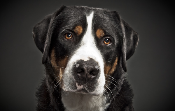 Портрет большого швейцарского зенненхунда