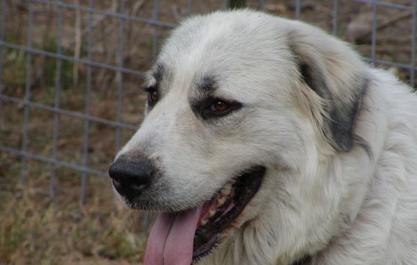 Портрет большой пиренейской собаки