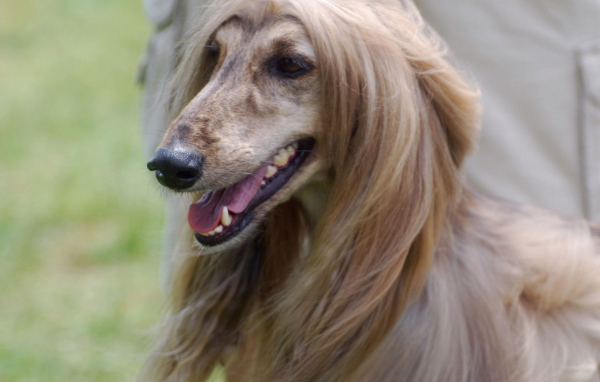 Портрет красивой афганской борзой