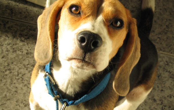 Портрет красивой собаки породы бигль