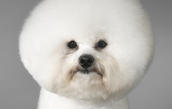Портрет собаки породы бишон-фриз