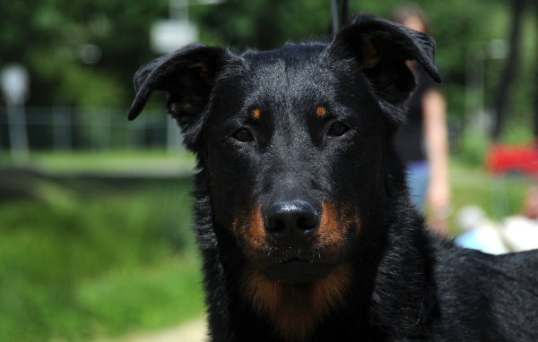 Портрет красивого босерона