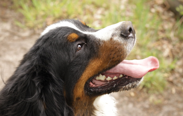 Портрет счастливой бернской пастушьей собаки